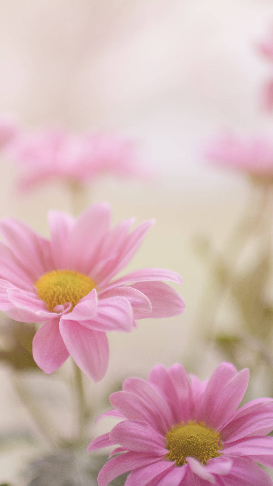 Handful Of Pink Daisy Iphone Wallpaper