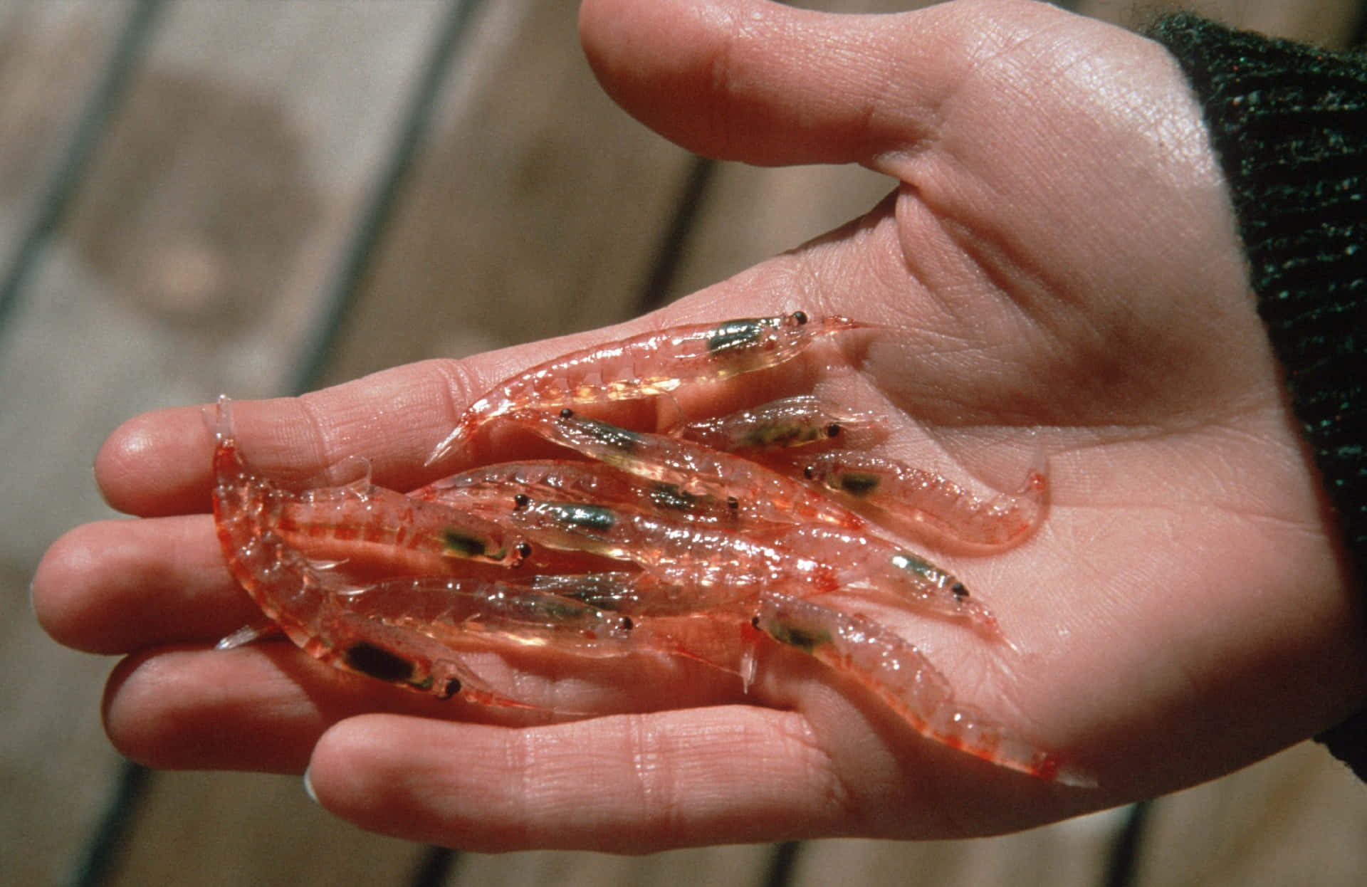 Håndfull Krill Bakgrunnsbildet