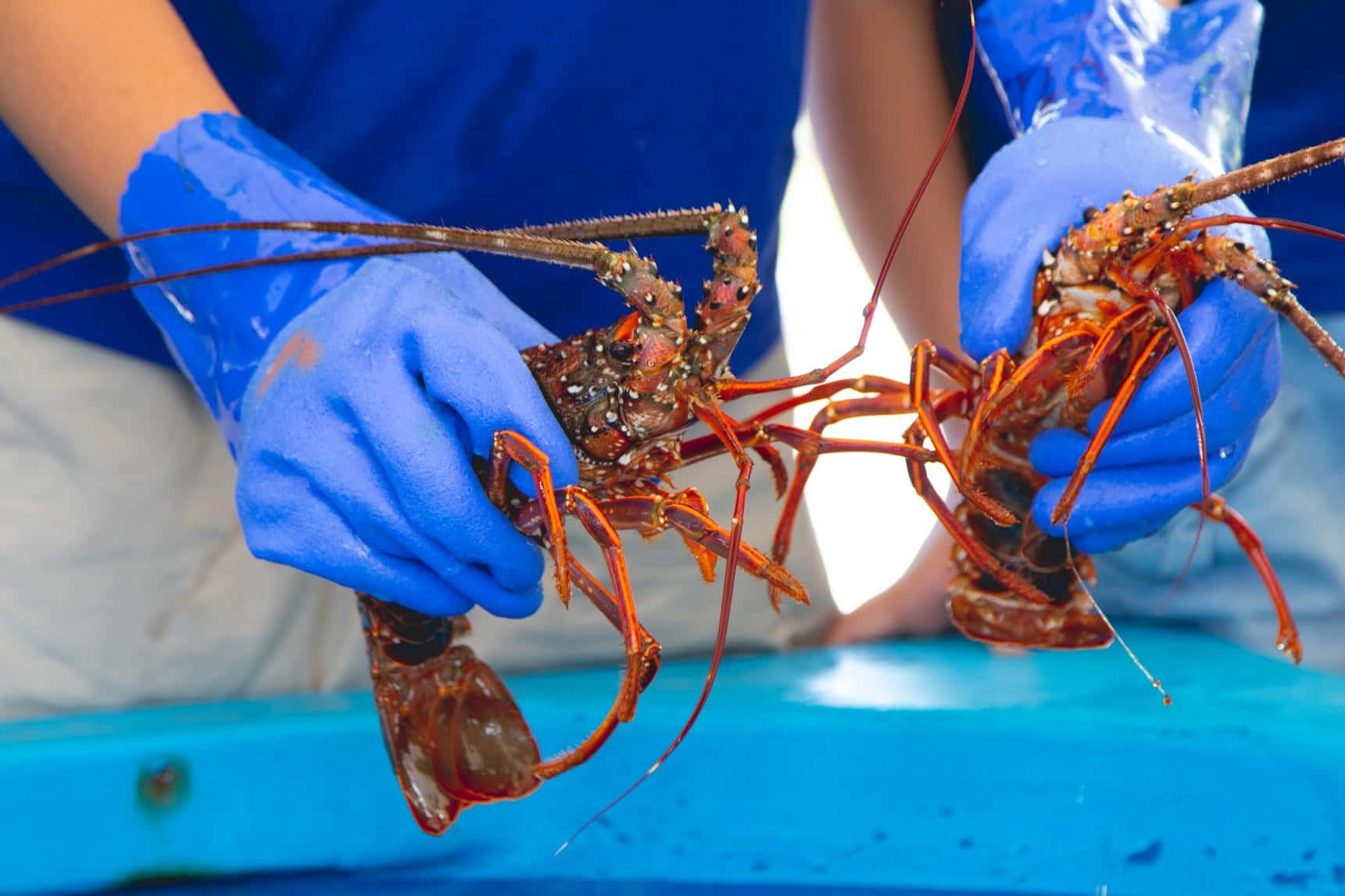 Handling Spiny Lobster Wallpaper