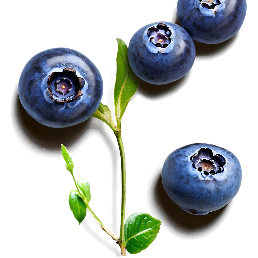 Handpicked Blueberries Png 05242024 PNG