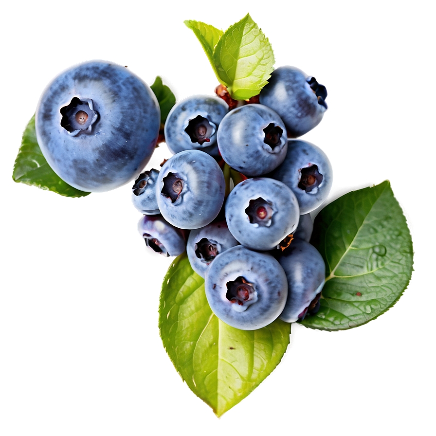 Handpicked Blueberries Png 91 PNG