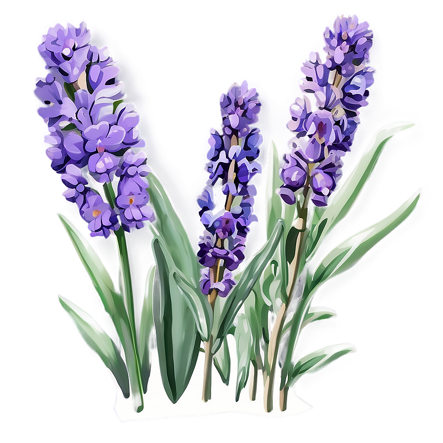 Handpicked Lavender Png 06132024 PNG