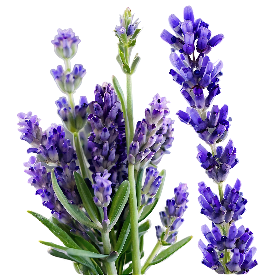 Handpicked Lavender Png 16 PNG