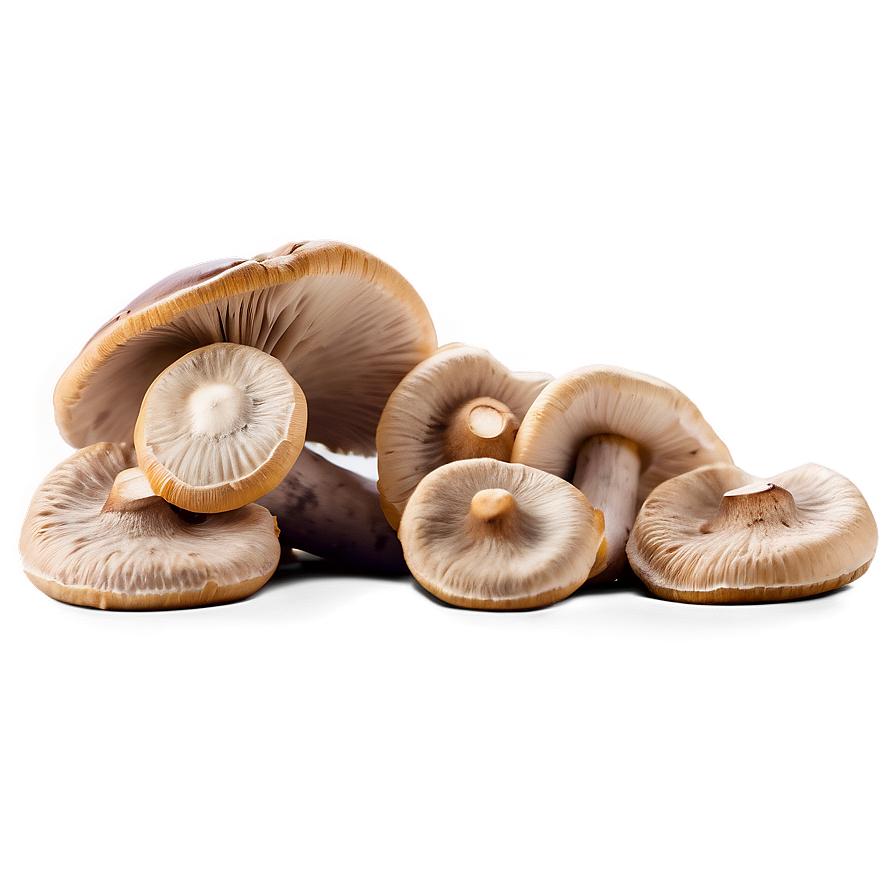 Handpicked Mushrooms Png 98 PNG