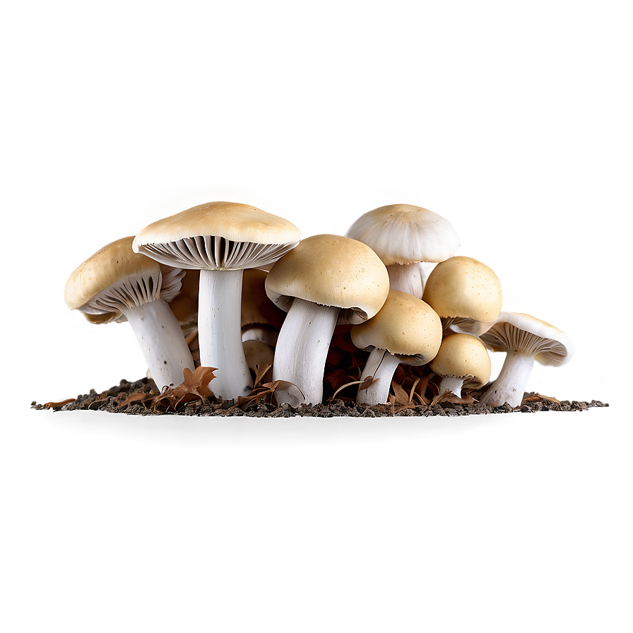 Handpicked Mushrooms Png Jbq PNG