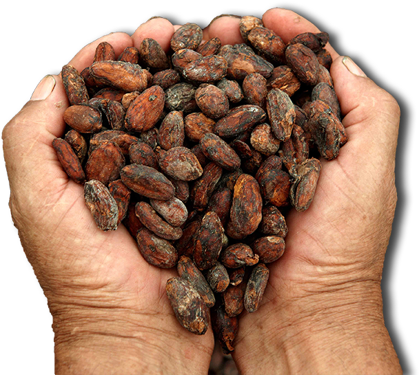 Hands Holding Cacao Beans PNG