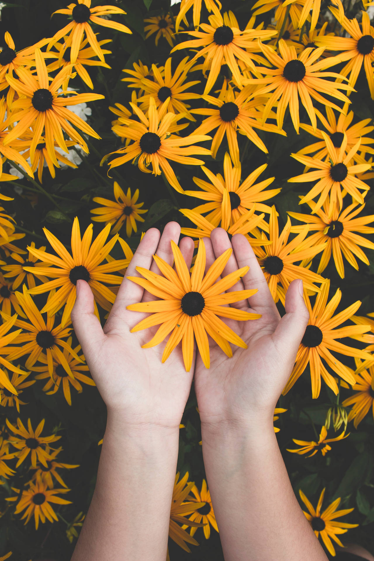 Hands Yellow Flower Wallpaper