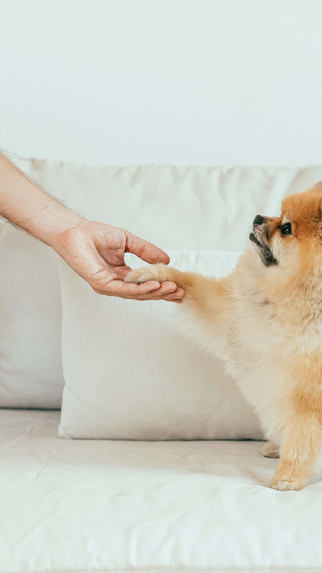 Handshake With Dog Wallpaper