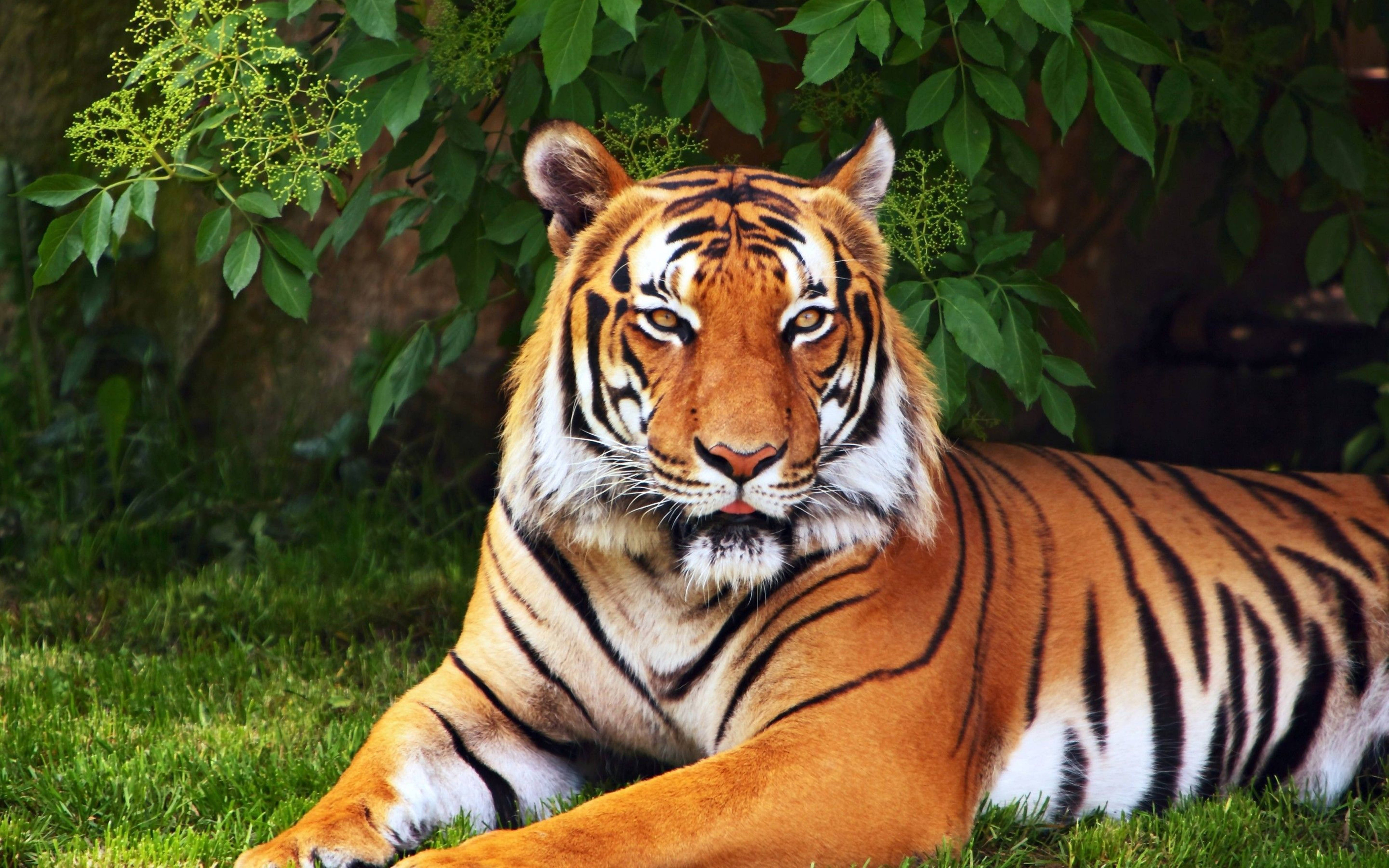 Handsome 8k Tiger Uhd Background