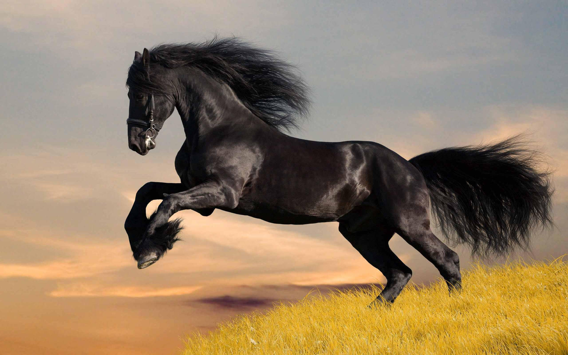 Handsome Black Running Horse Wallpaper