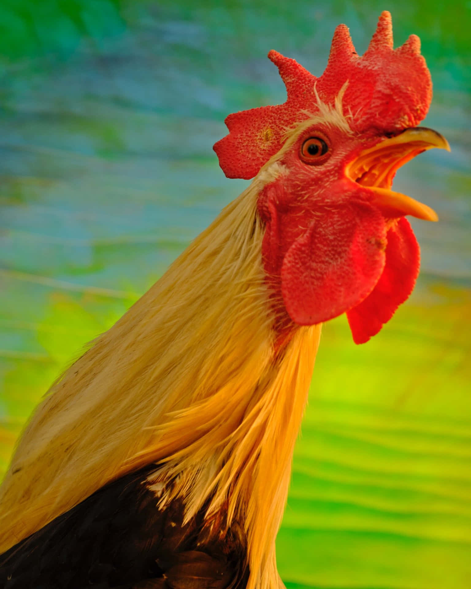 Billeder af høns til din skrivebordet