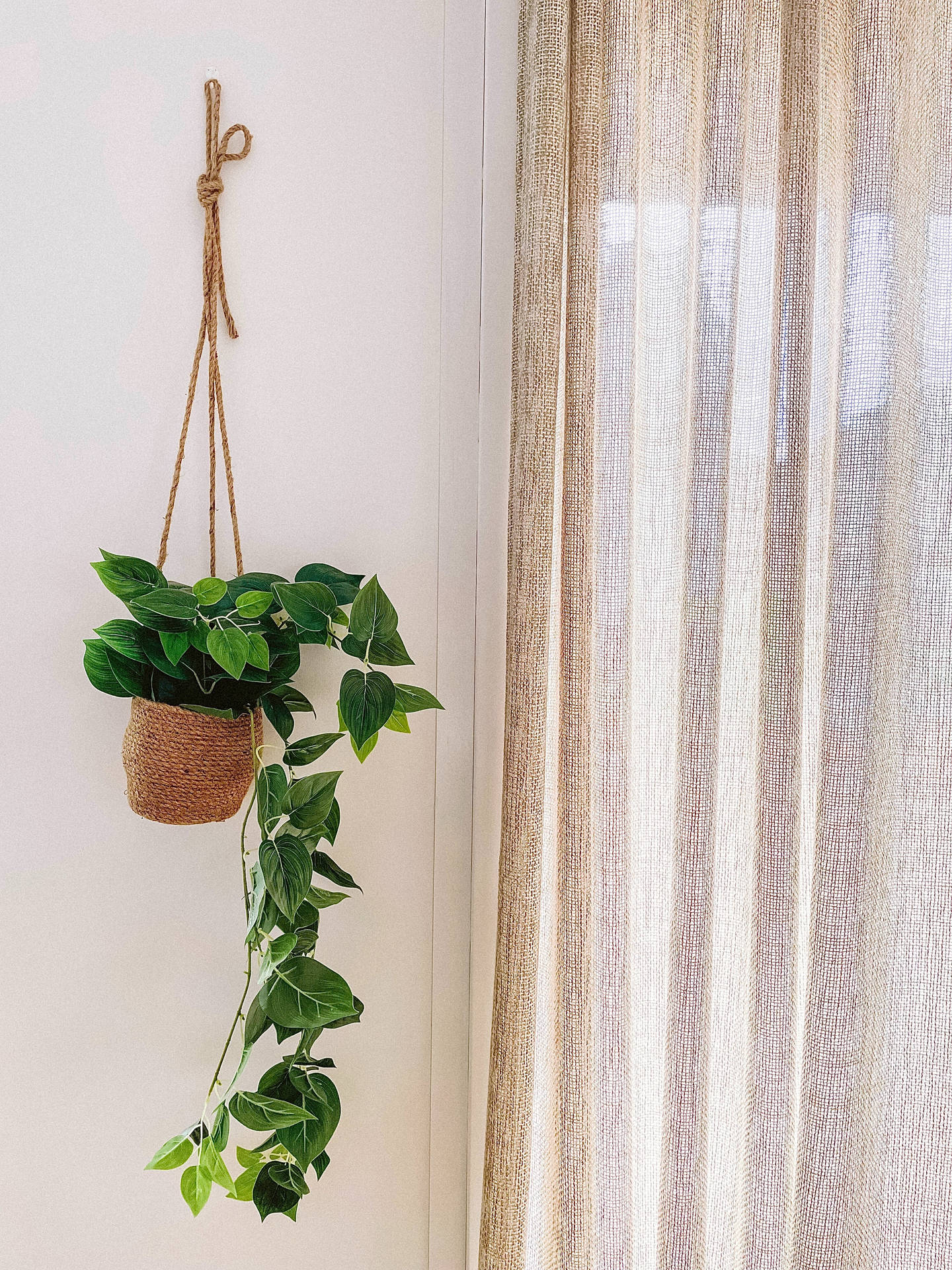 Hanging Basket Plant Aesthetic Wallpaper