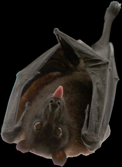 Hanging Bat Black Background.jpg PNG
