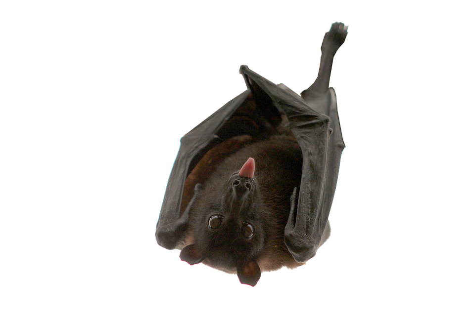 Hanging Bat Transparent Background PNG