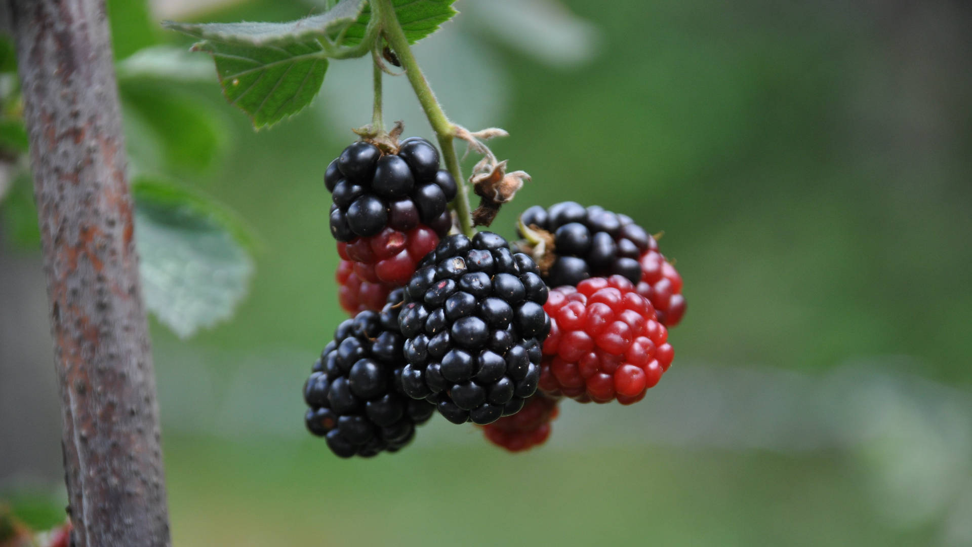Hanging Black And Red Mulberry Fruits Wallpaper