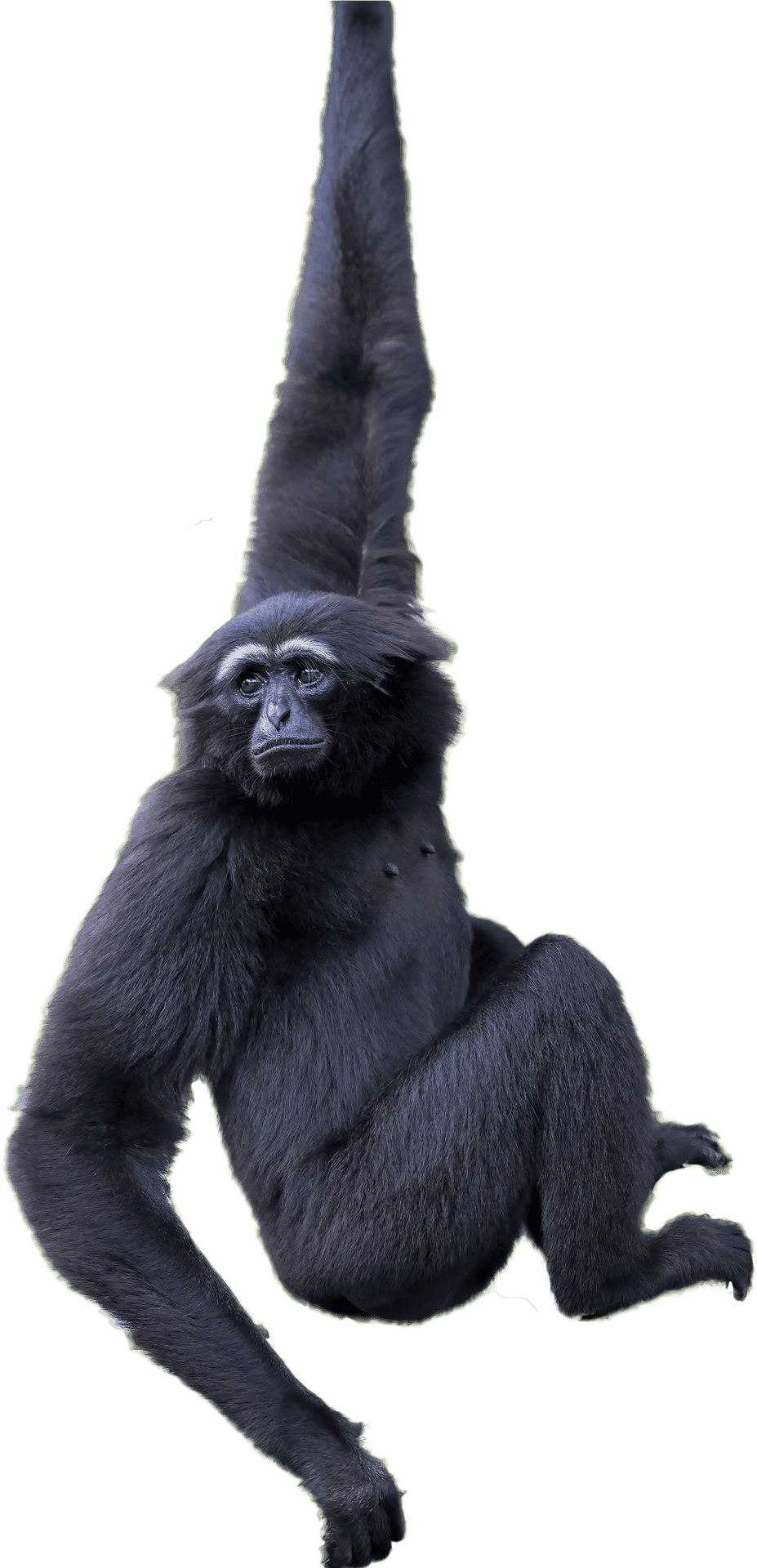 Hanging Black Gorilla PNG