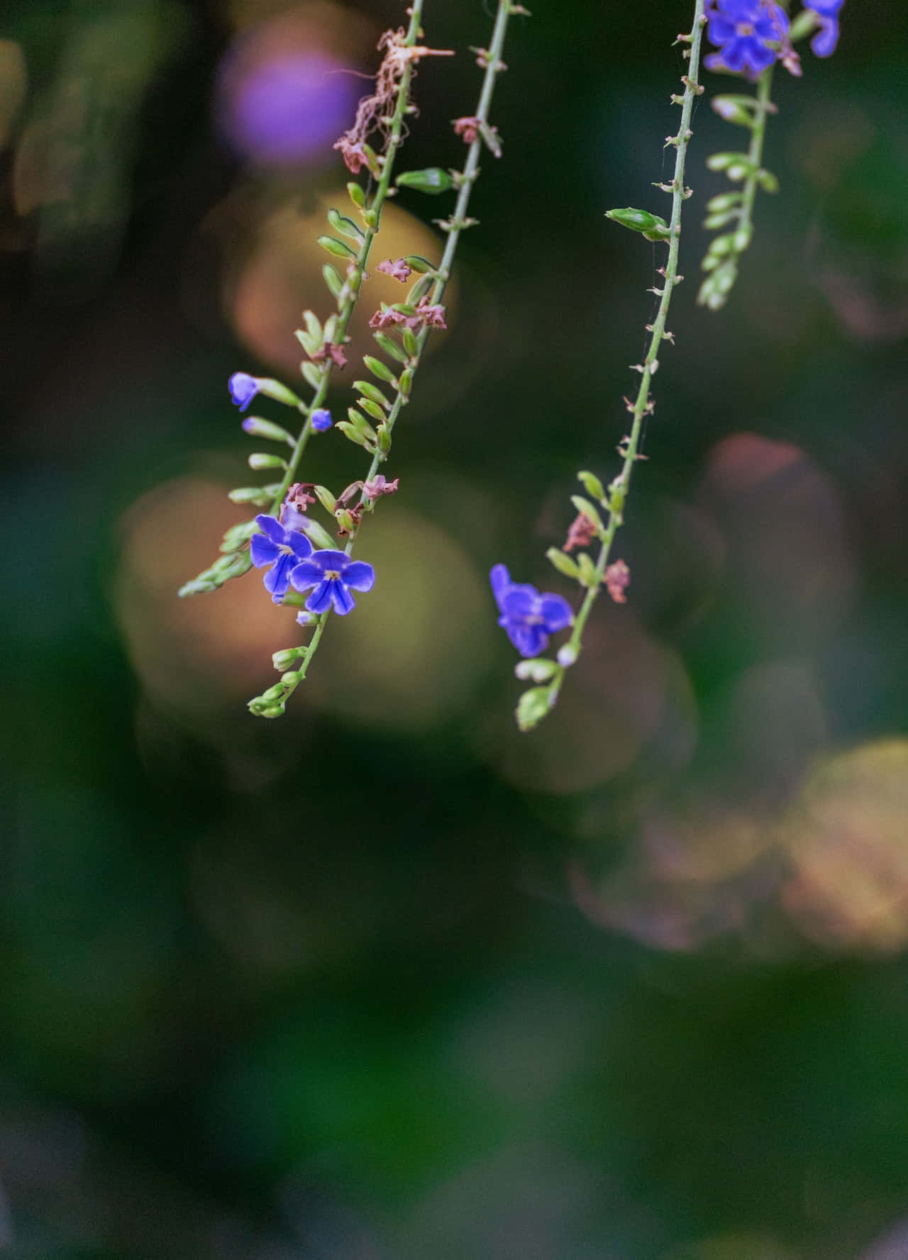 Fondode Pantalla De Flores Azules Colgantes En El Teléfono. Fondo de pantalla