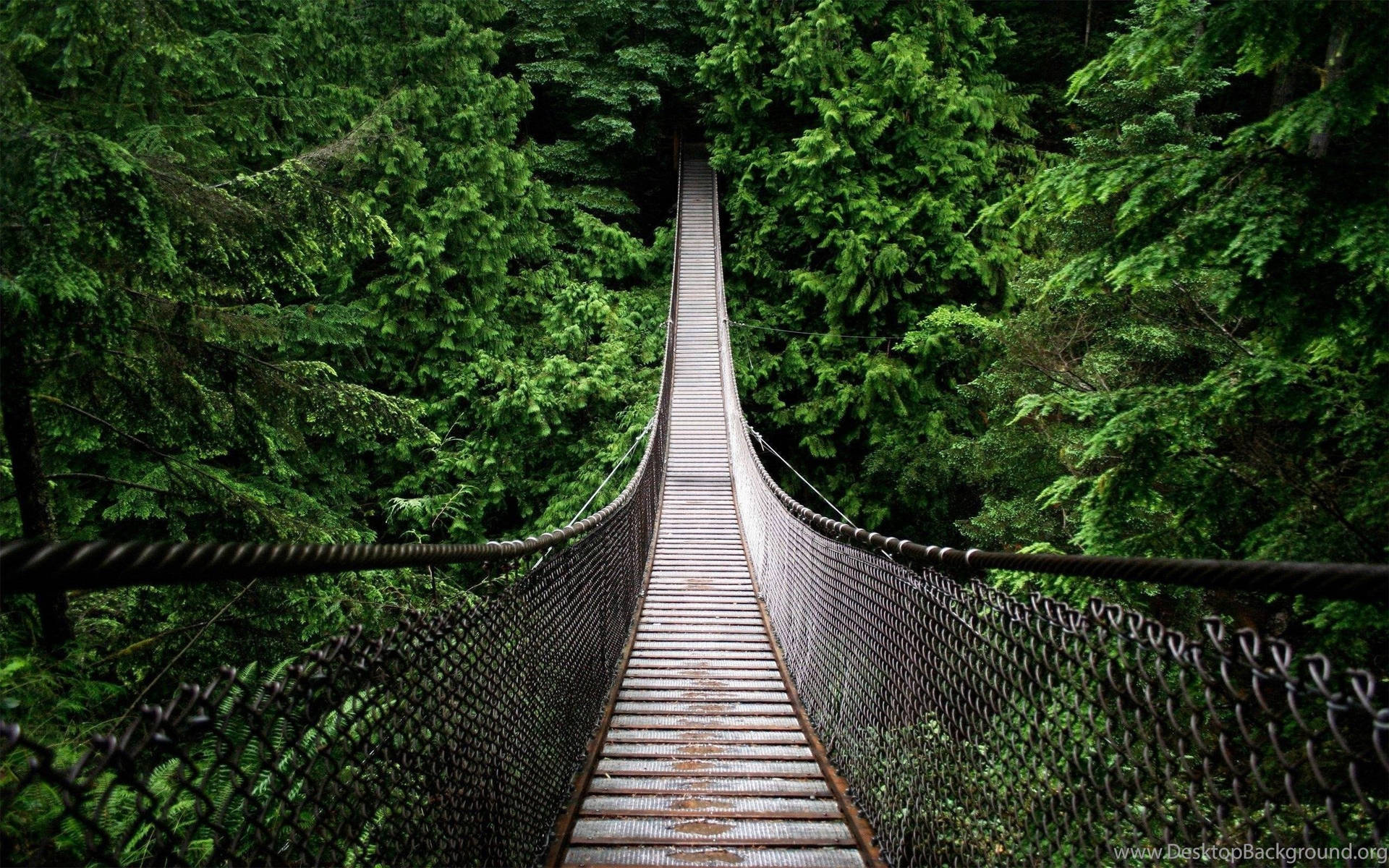 Hængende bro skov baggrund Wallpaper