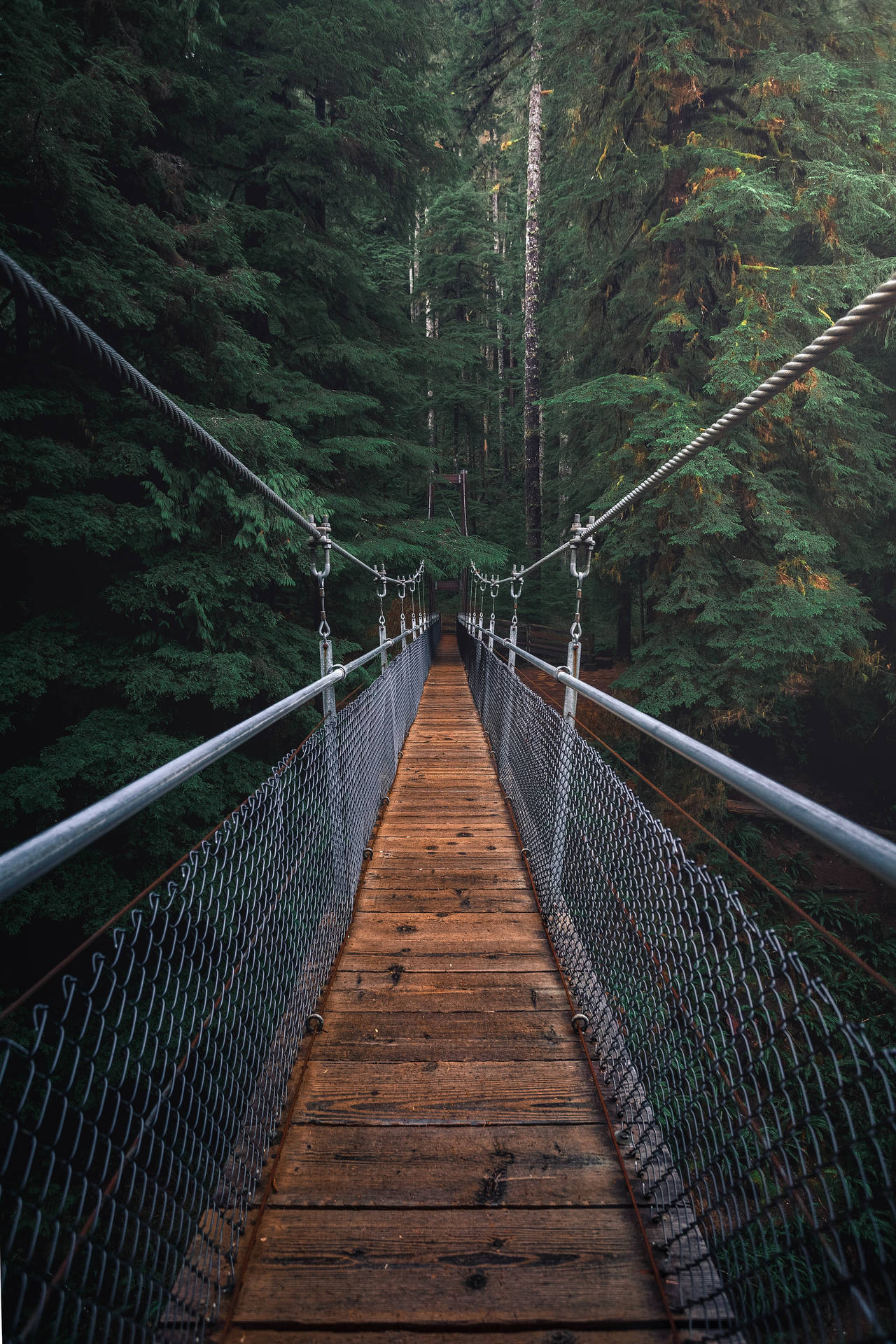 Hanging Bridge To The Rainforest Wallpaper
