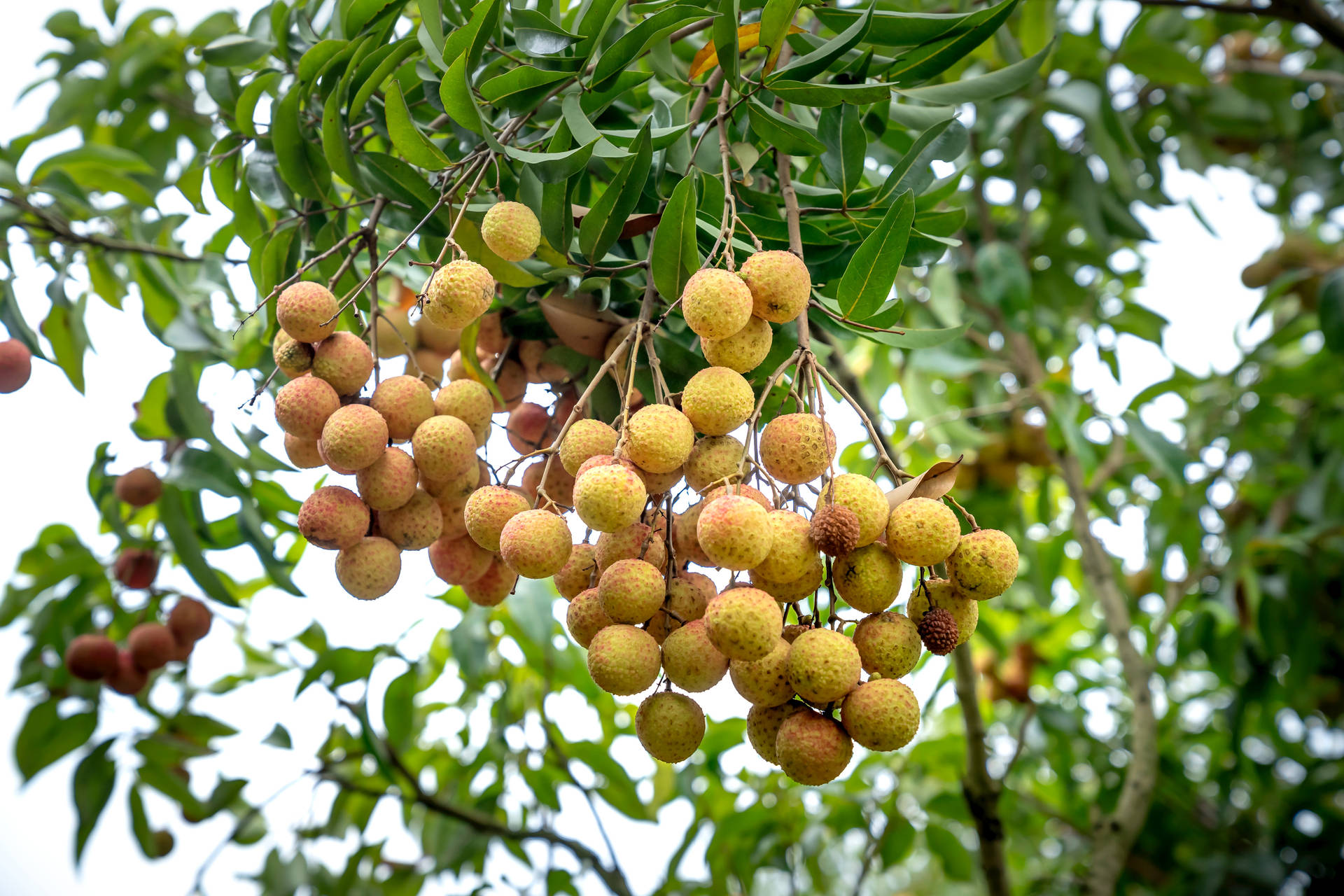 Hanging Bunches Of Longan Fruits Background