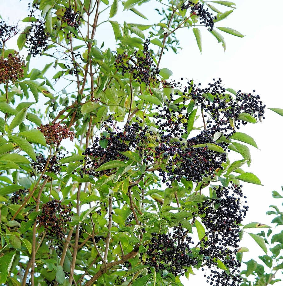 Hanging Elderberry Fruits Captured in A Low-Angle Shot Wallpaper