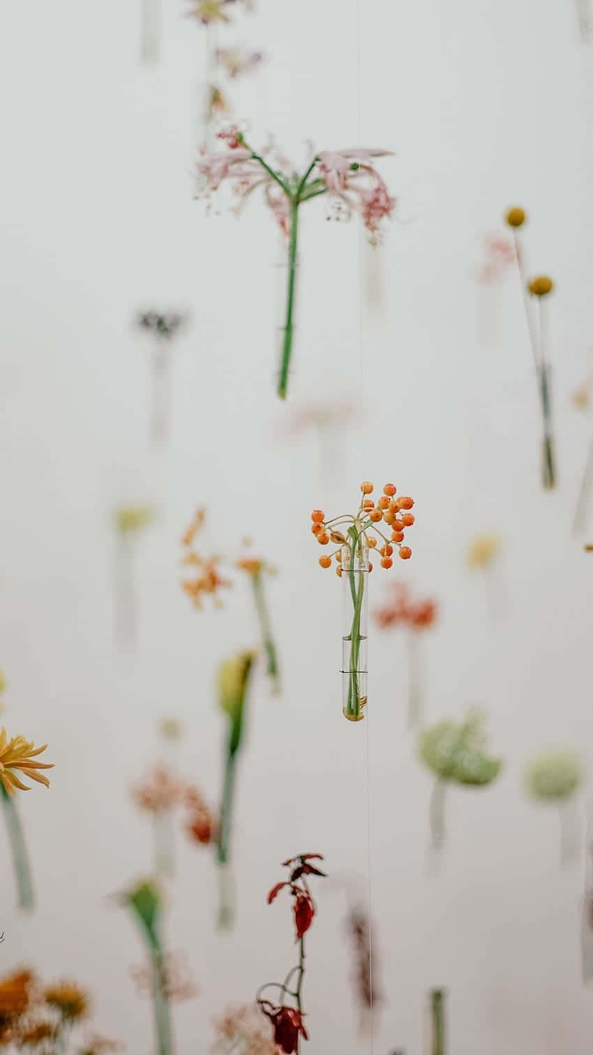 Hanging Floral Display Pastel Aesthetic.jpg Wallpaper