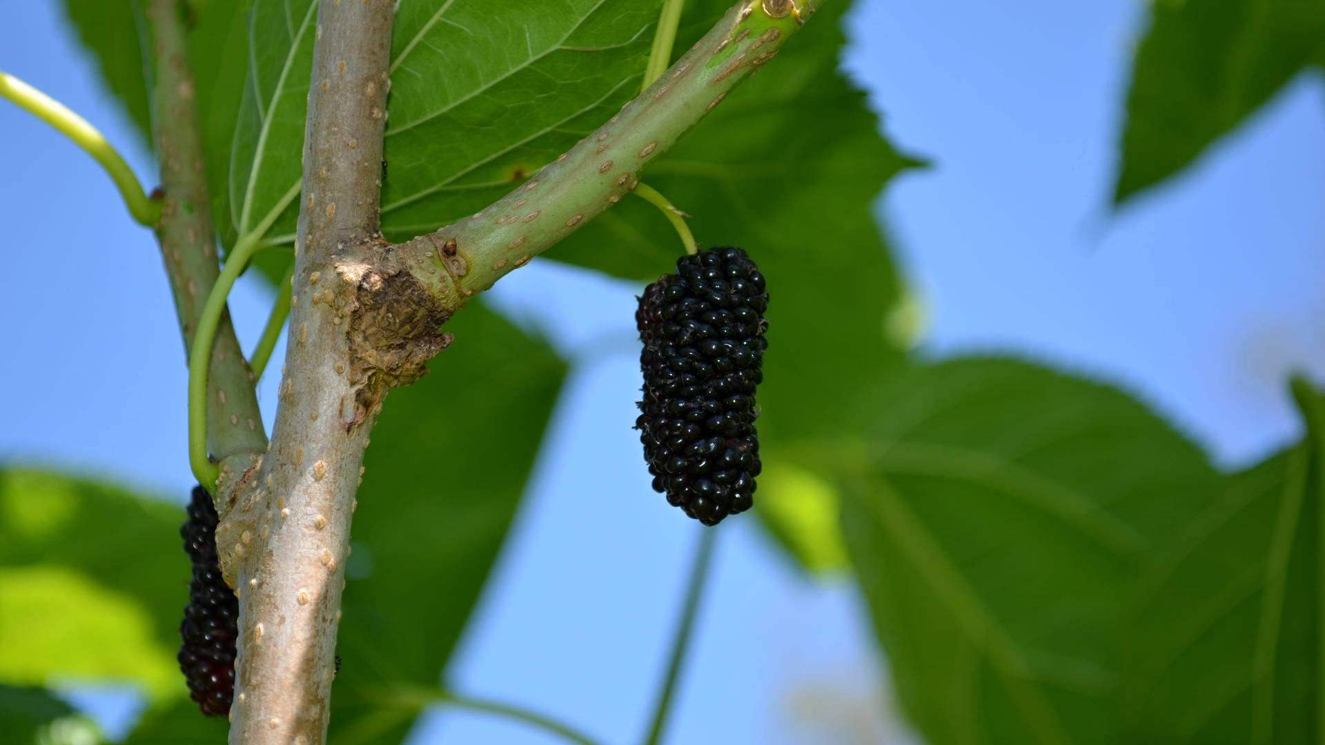 Hanging Fresh Black Mulberry Fruit Wallpaper