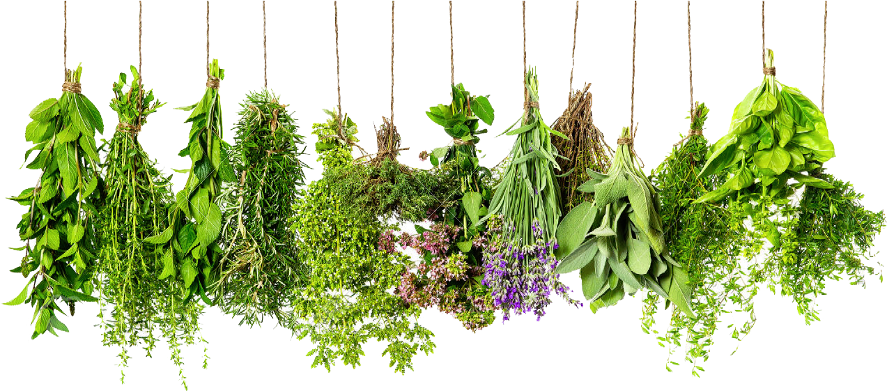 Hanging Fresh Herbs PNG