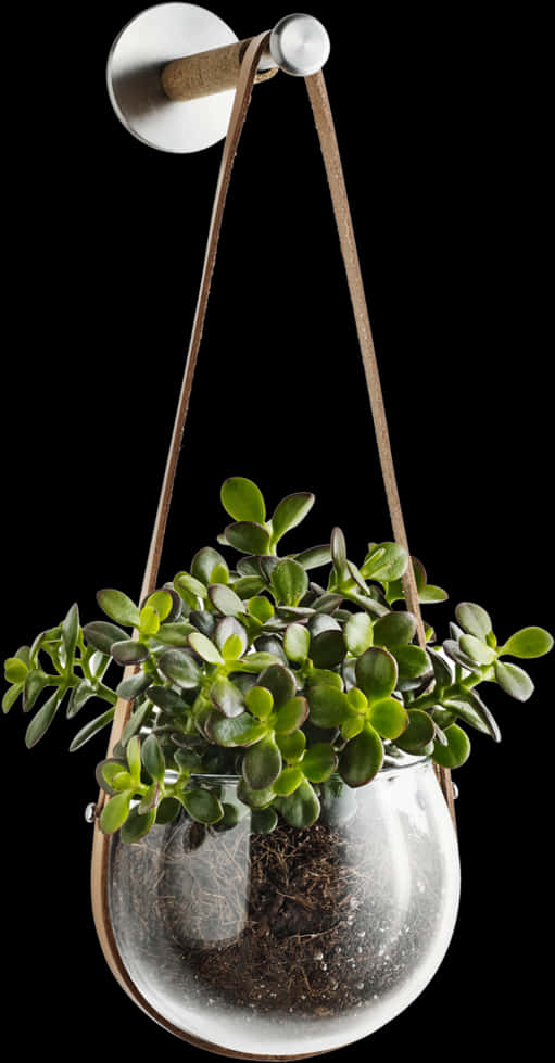 Hanging Glass Terrariumwith Succulent PNG