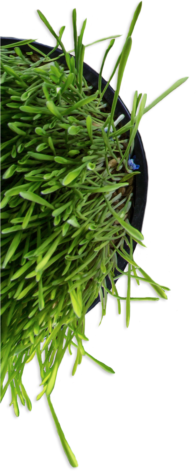 Hanging Green Houseplant Top View.png PNG