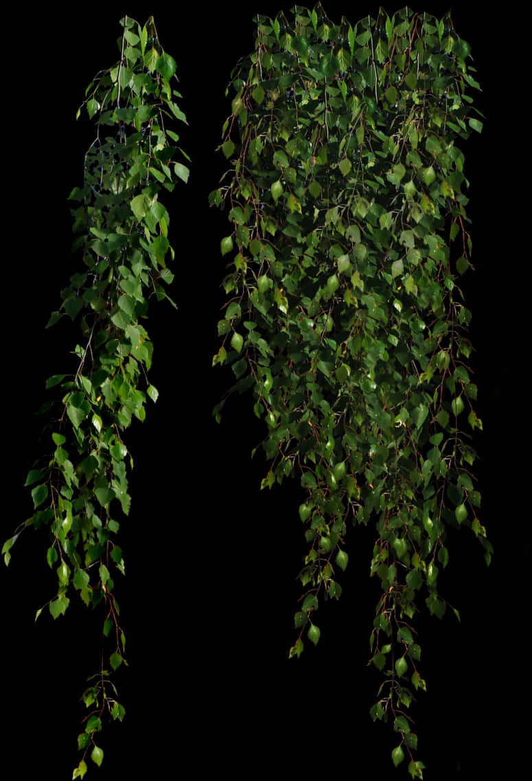 Hanging Green Leaves Black Background.jpg PNG