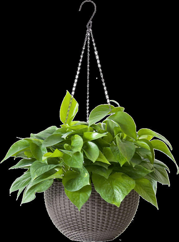 Hanging Green Plant Basket PNG