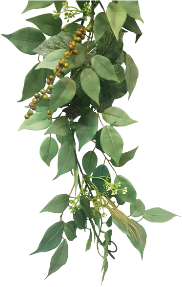 Hanging Green Plantwith Berries PNG