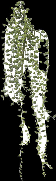 Hanging Green Stringof Pearls Plant PNG