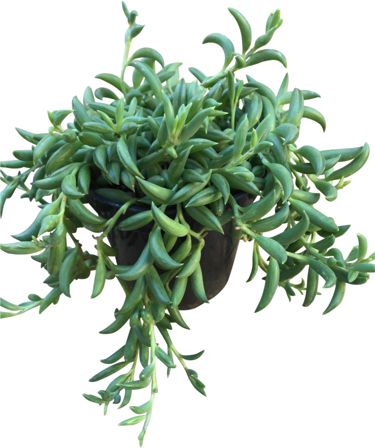 Hanging Green Succulent Plant PNG