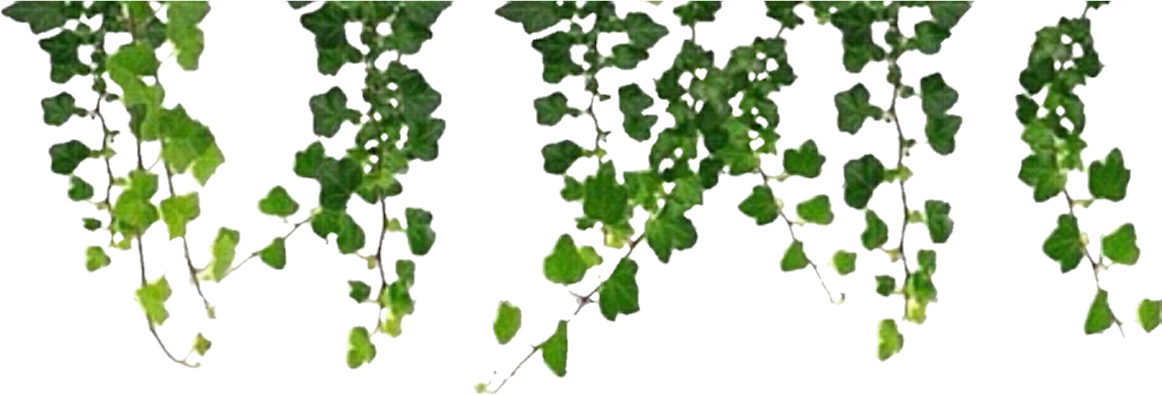 Hanging Green Vine Leaves PNG