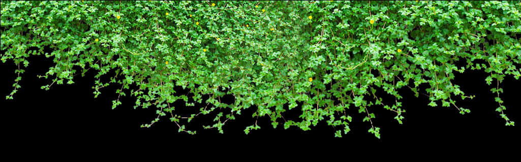 Hanging Green Vines Black Background PNG