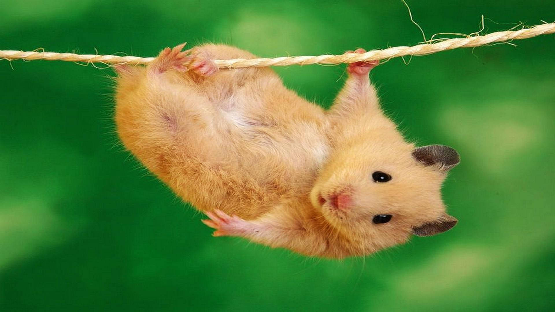 Hanging Hamster Meme Wallpaper