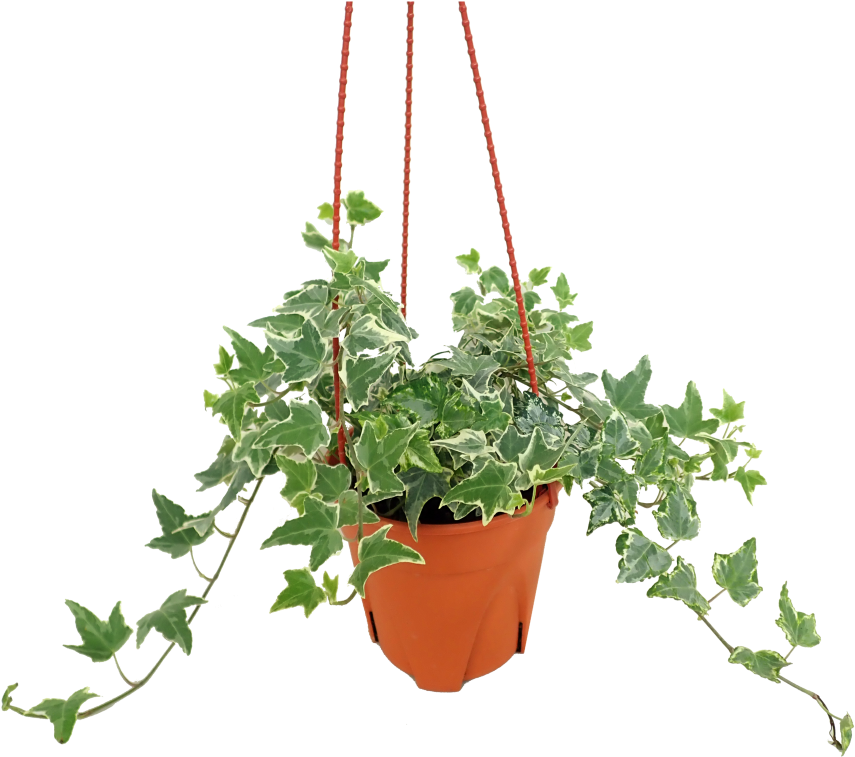 Hanging Ivy Plant Pot PNG