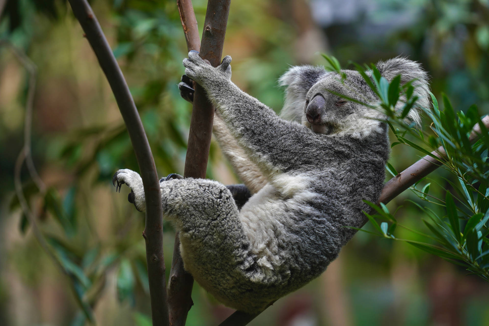 Hanging Koala Marsupial Wallpaper