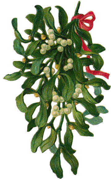 Hanging Mistletoe Bunch.png PNG