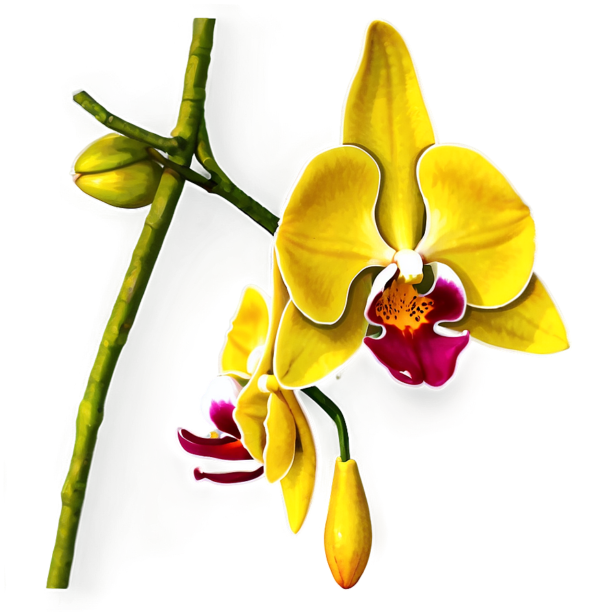Hanging Orchid Png Cjd13 PNG
