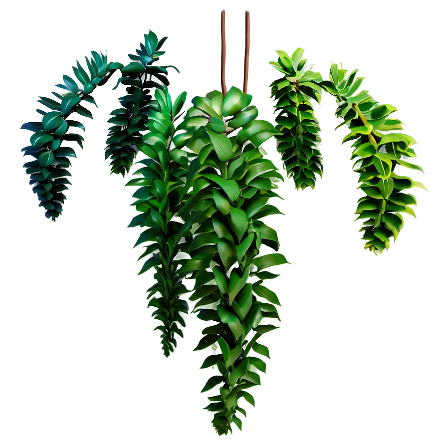 Download Hanging Plant Png 05252024 | Wallpapers.com