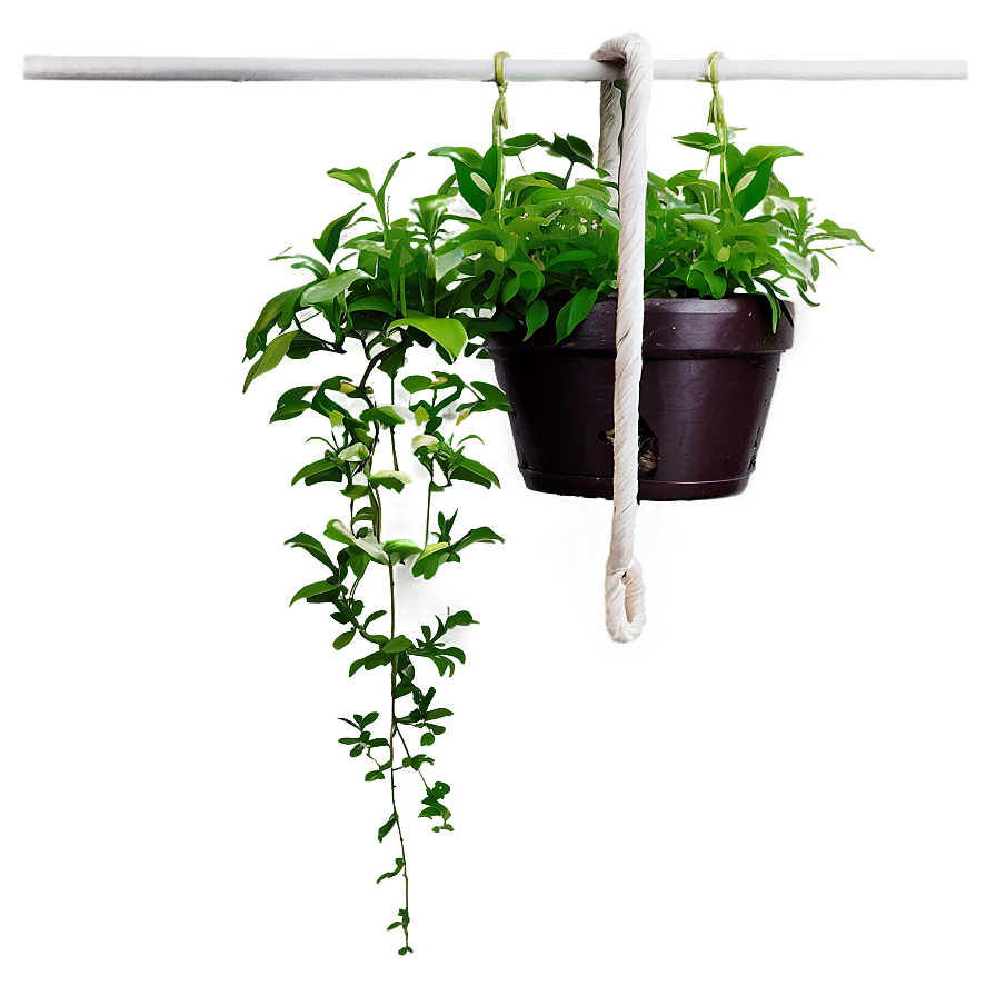 Hanging Plants Png Lns PNG