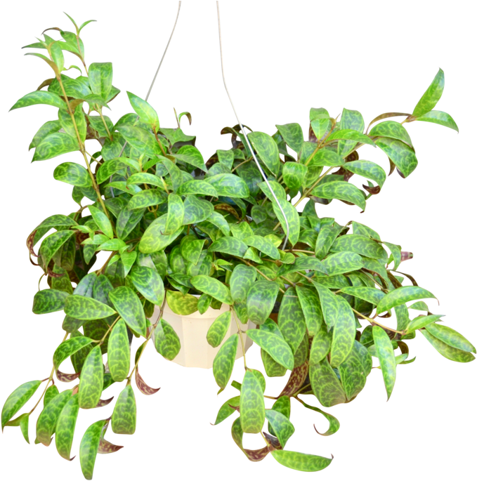 Hanging Pothos Plant PNG