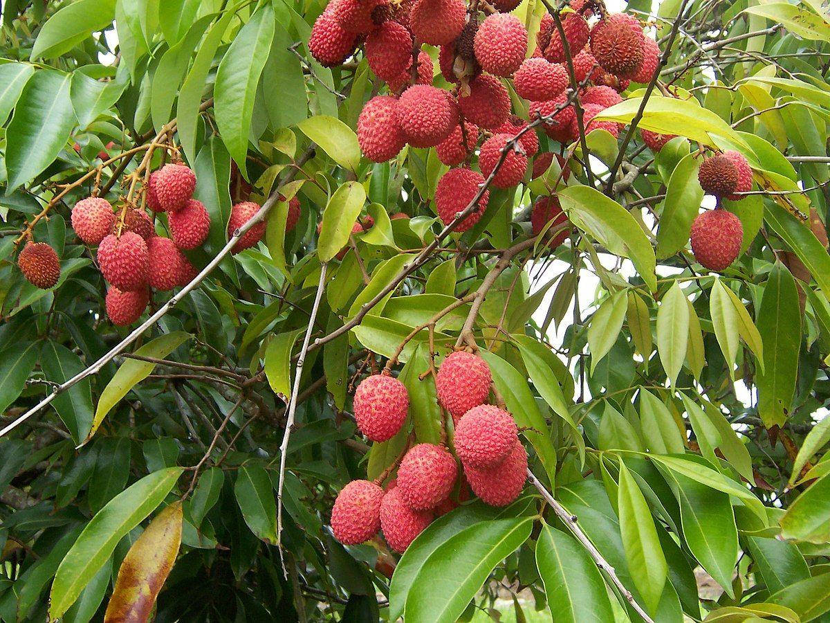Hanging Round And Oval Shaped Lychee Tropical Fruits Wallpaper