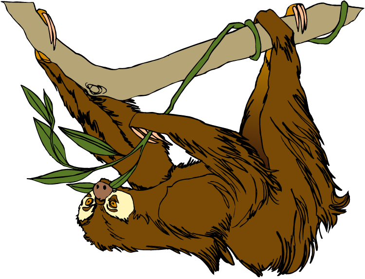 Hanging Sloth Cartoon Illustration PNG