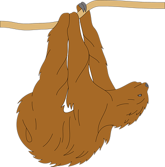 Hanging Sloth Cartoon PNG