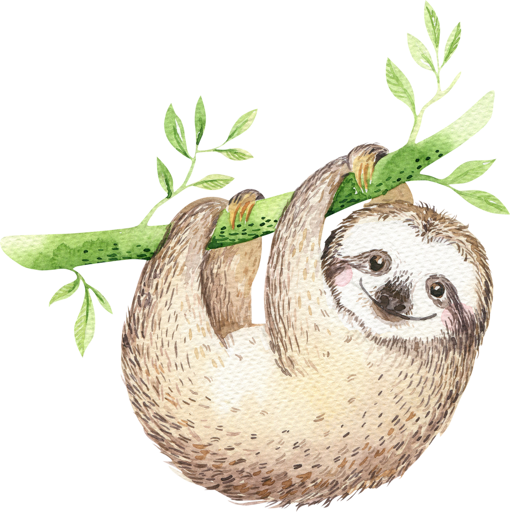 Hanging Sloth Illustration.png PNG