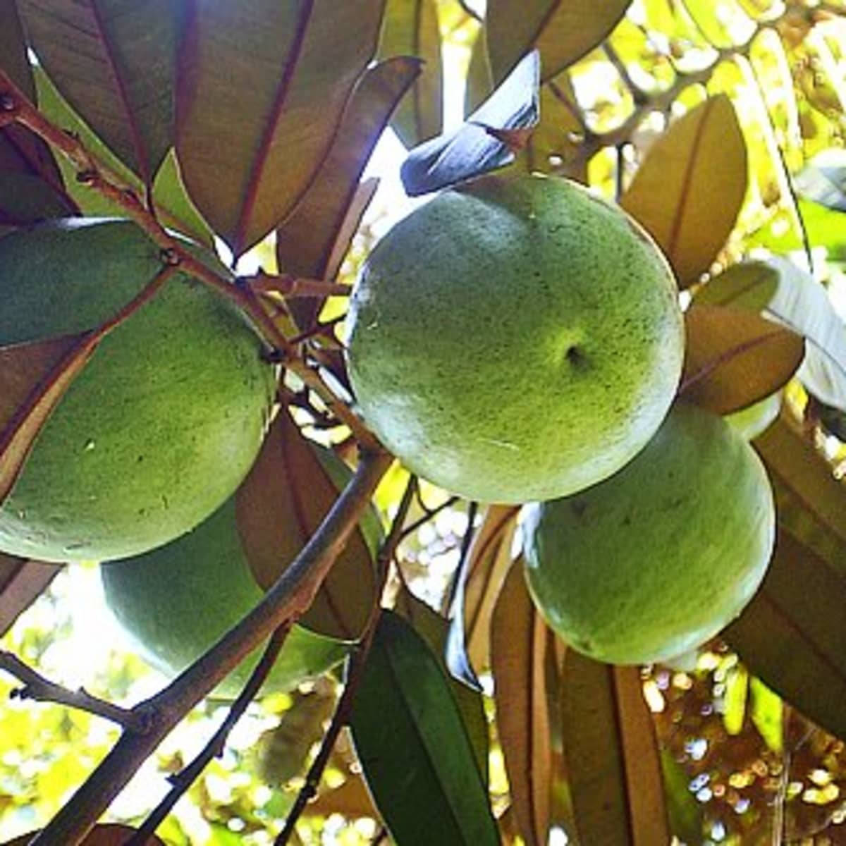 Hanging Star Apple In Sunny Day Wallpaper